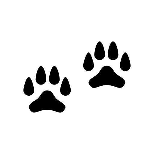 Paw prints of a dog