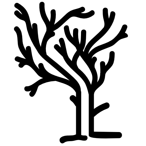 Tree of irregular shape branches on winter without leaves