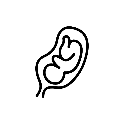 Fetus in an uterus
