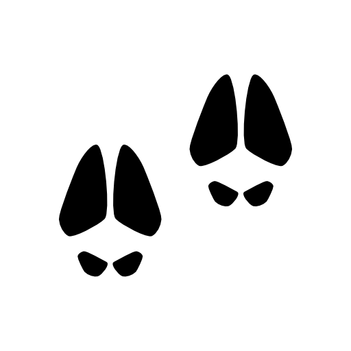 Animal footprints of a mammal