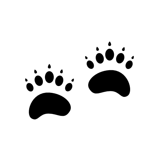Grizzly bear footprints