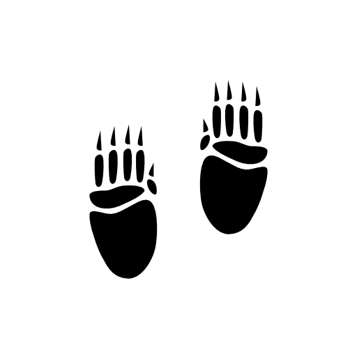 Porcupine footprints