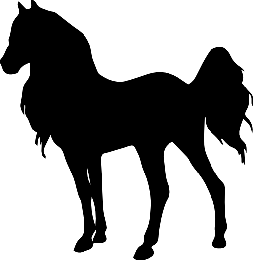 Horse standing young animal shape of long hair