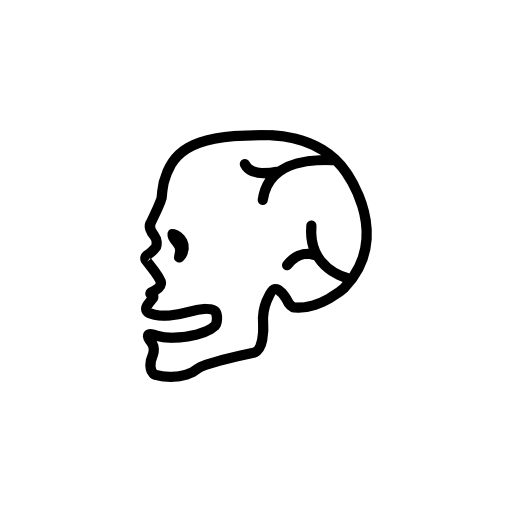 Human skull side view