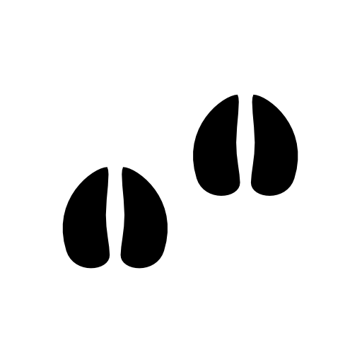 White-tailed deer footprints